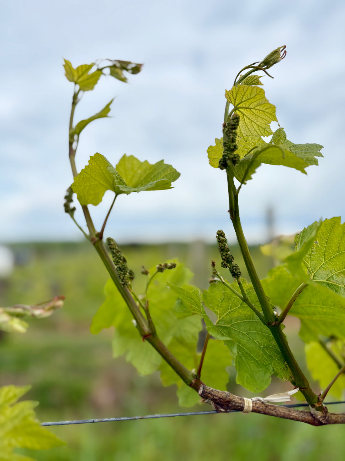 What's Happening In the Vineyards