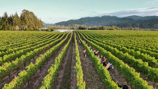 Hunter’s Marlborough Vintage Report 2025